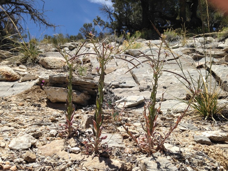 Shockley's Rockcress photo 7