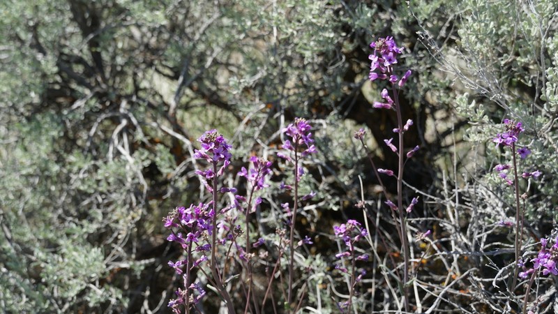 sicklepod rockcress