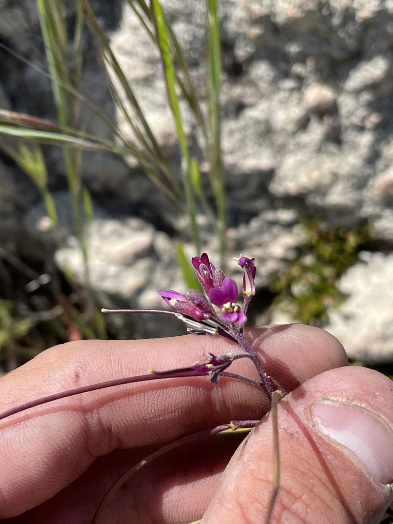 sicklepod rockcress photo 2