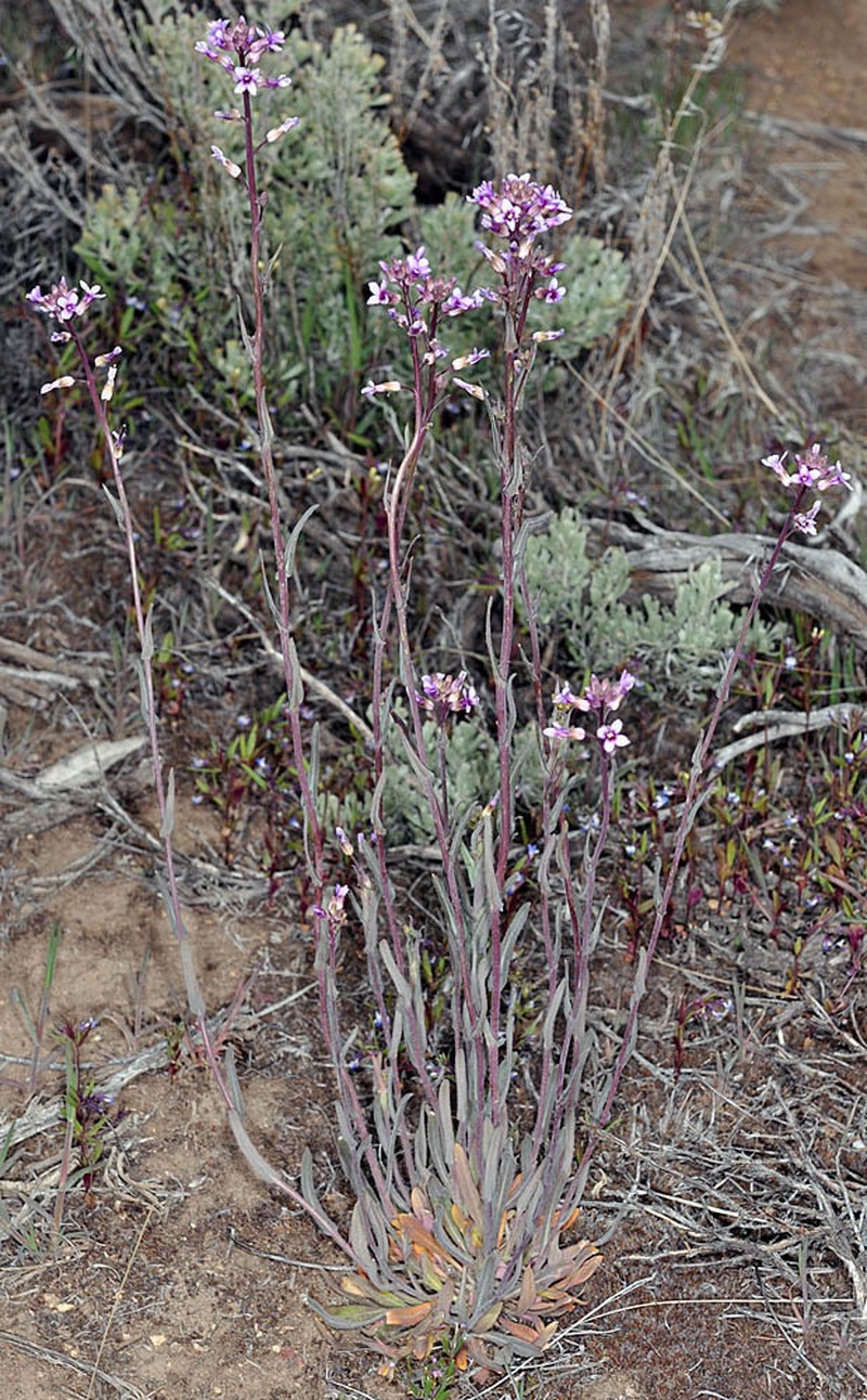 sicklepod rockcress photo 3