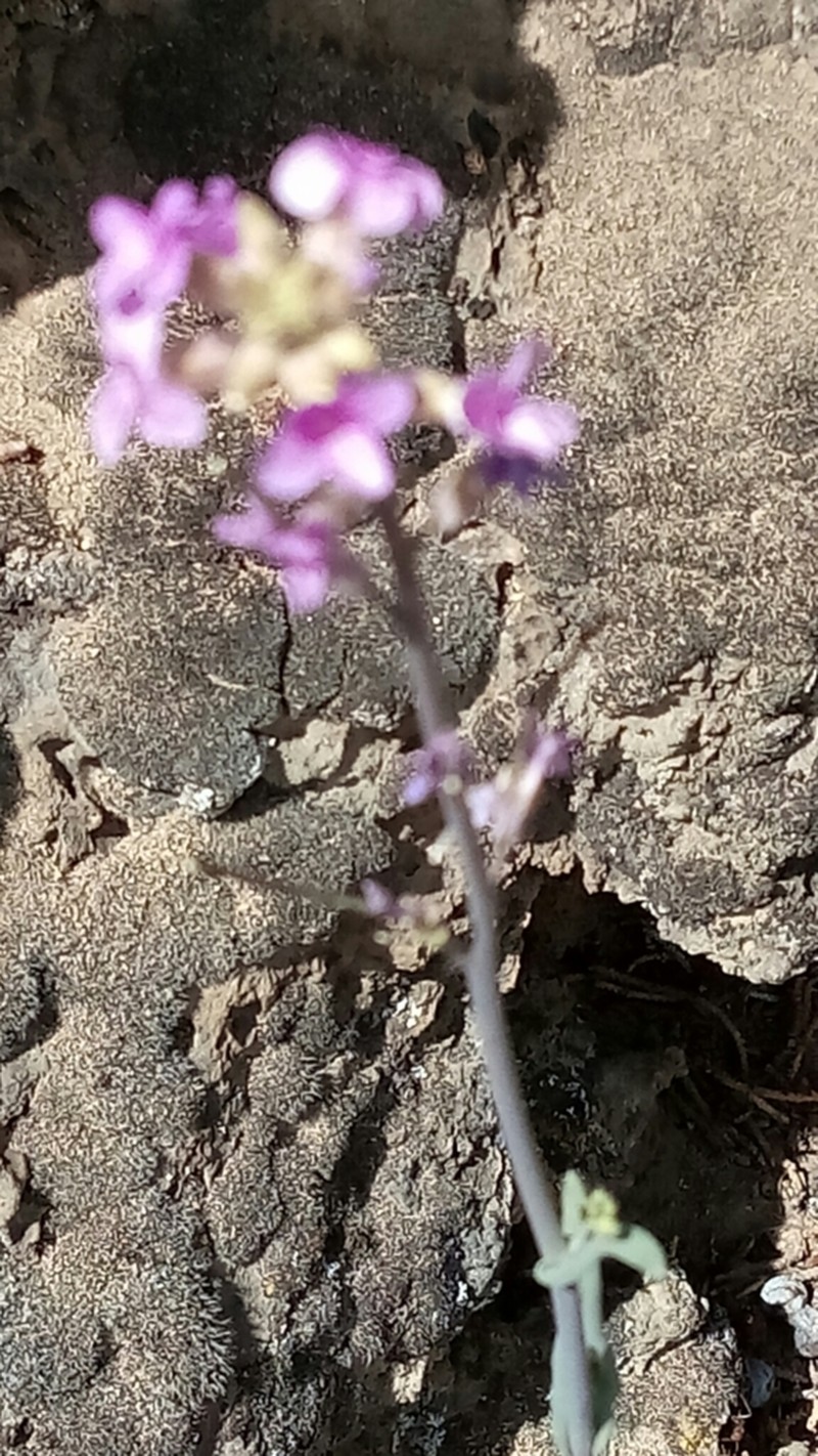 sicklepod rockcress photo 4