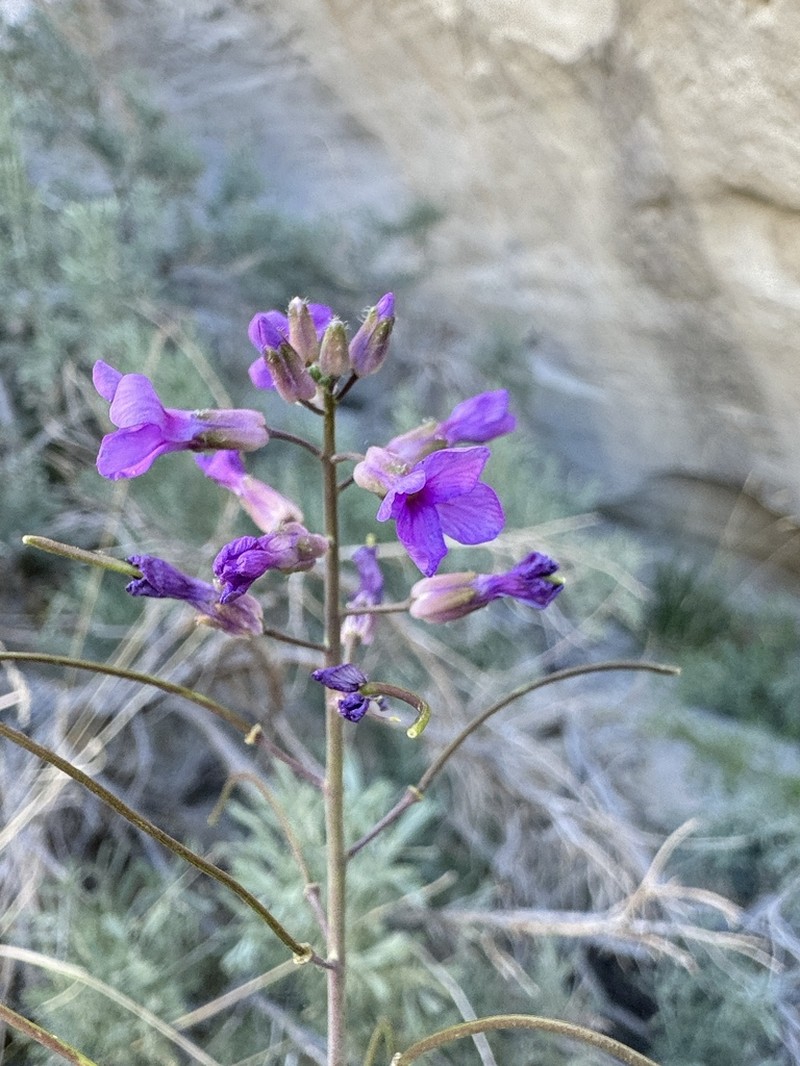 sicklepod rockcress photo 5