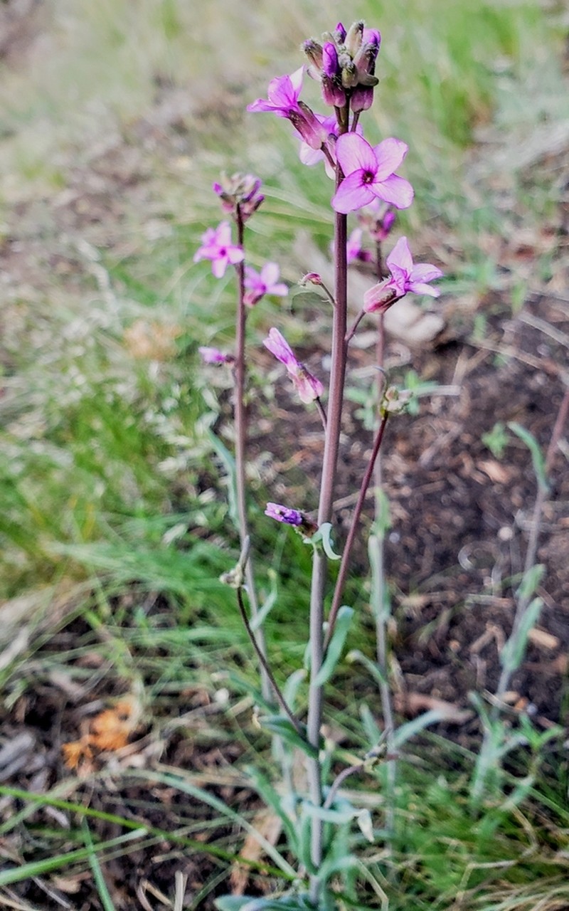 sicklepod rockcress photo 6