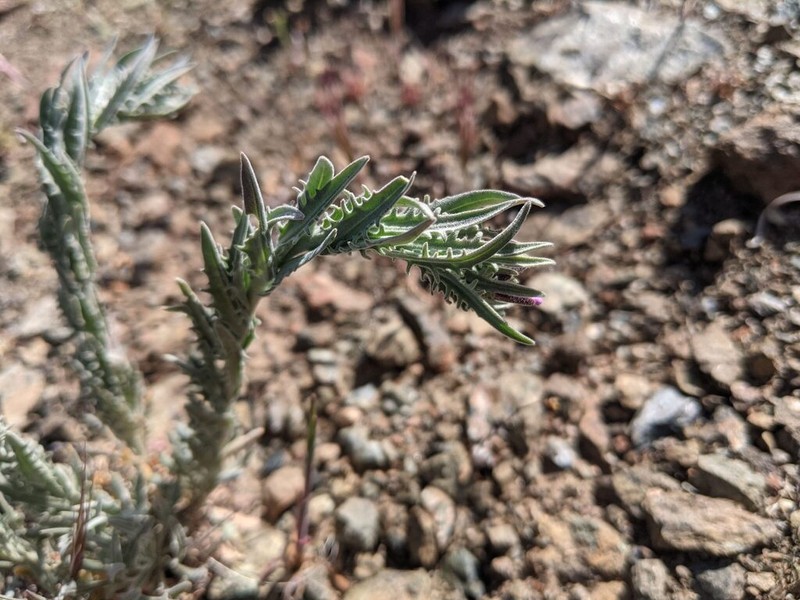 Klamath Rockcress
