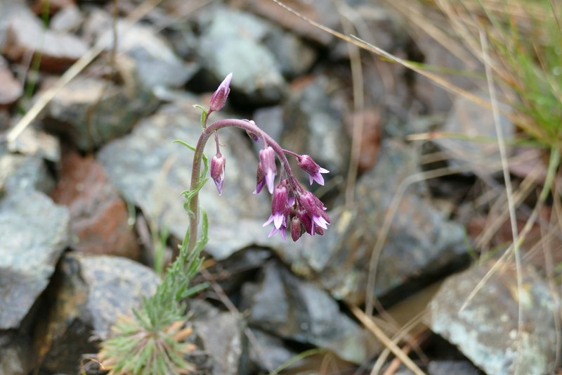 Klamath Rockcress photo 2