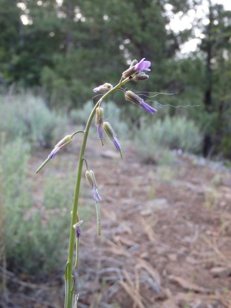 Klamath Rockcress photo 3