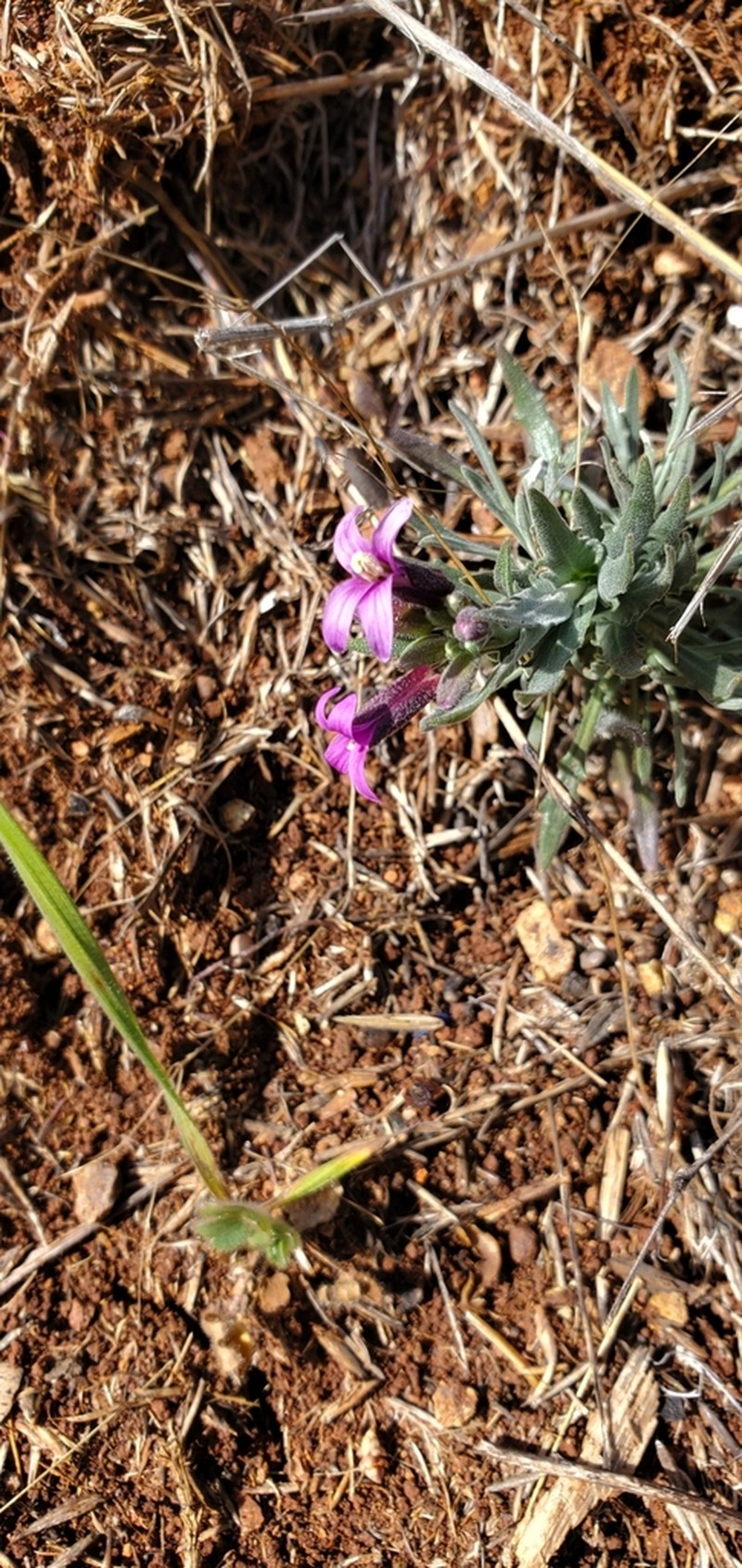 Klamath Rockcress photo 4