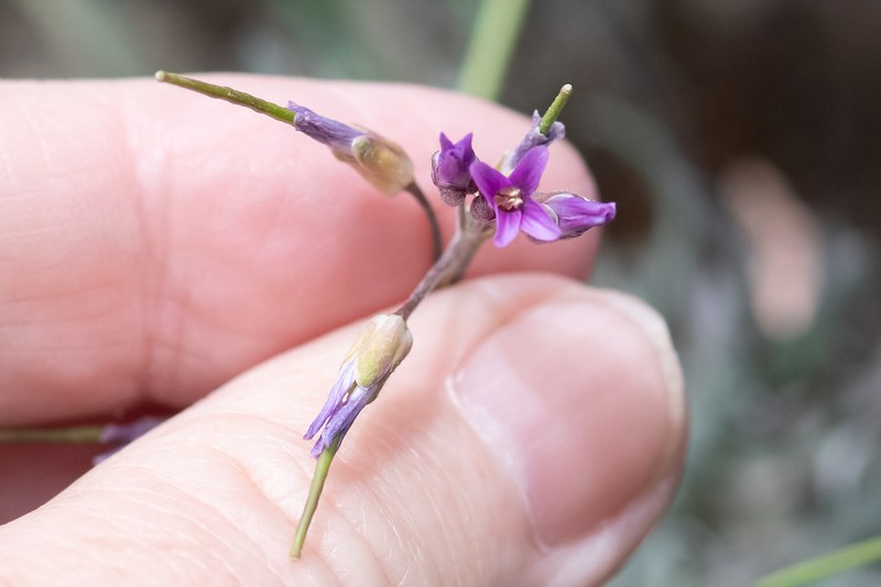 Klamath Rockcress photo 5