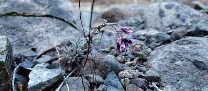 Klamath Rockcress photo 6