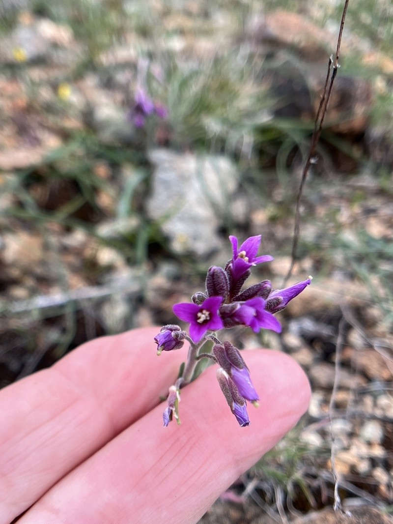 Klamath Rockcress photo 7