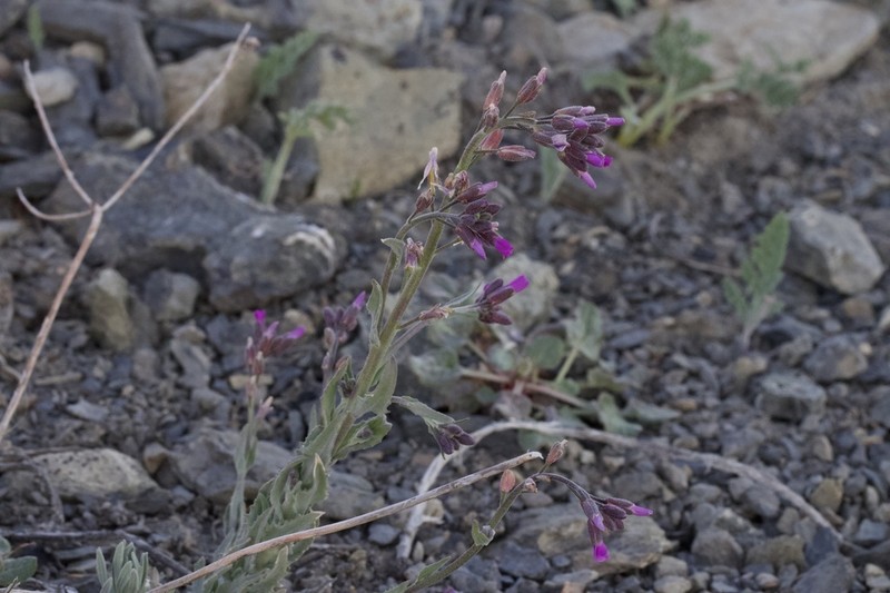 Klamath Rockcress photo 8