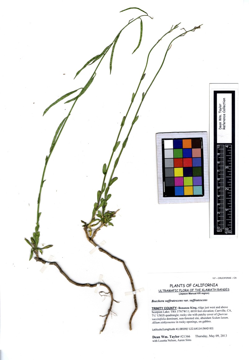 Horizontal Woody Rockcress