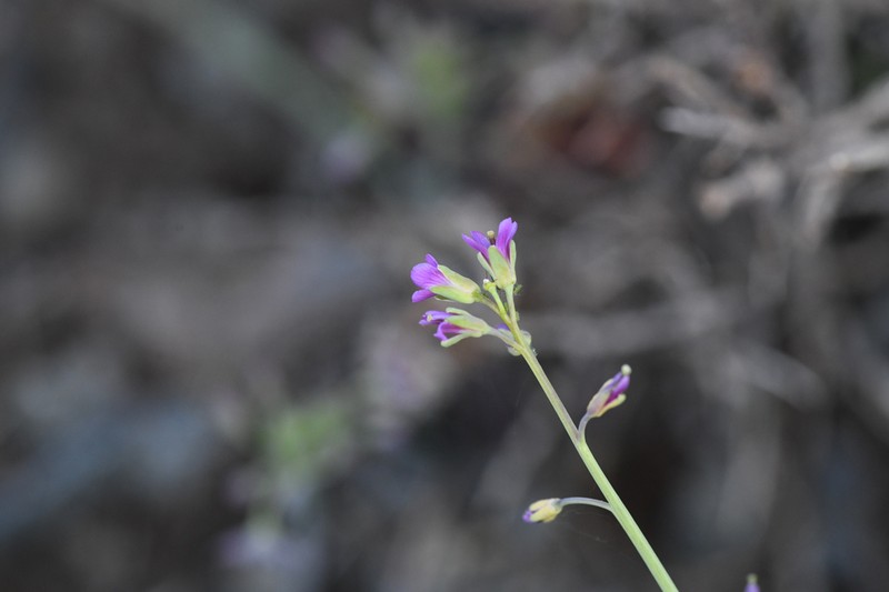 woody rockcress