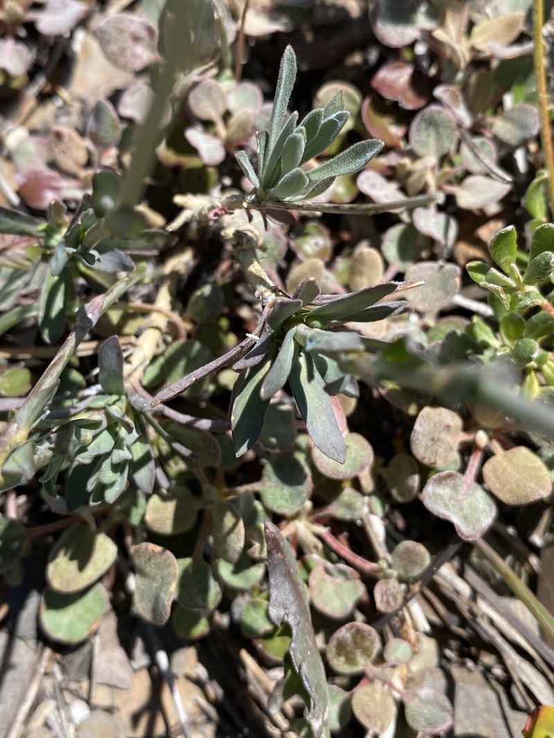 woody rockcress photo 2