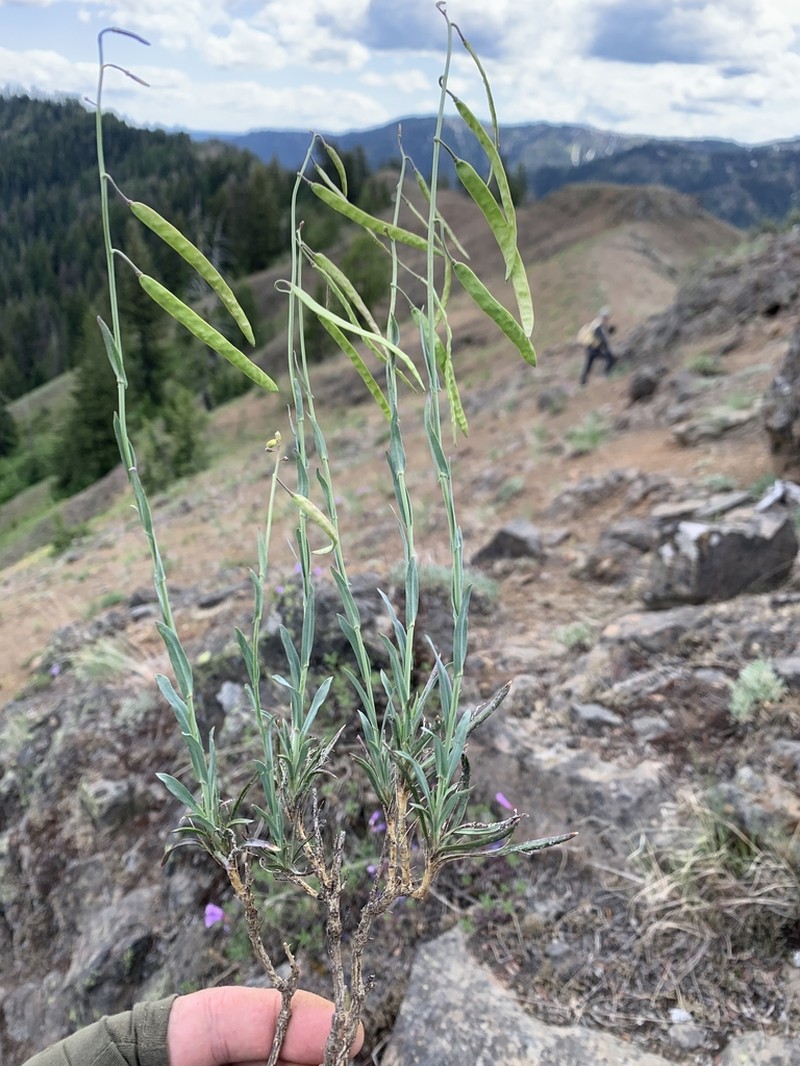 woody rockcress photo 4