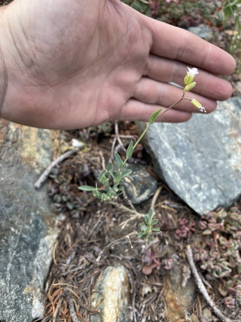 woody rockcress photo 5