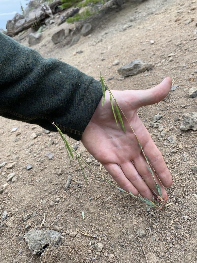 woody rockcress photo 7