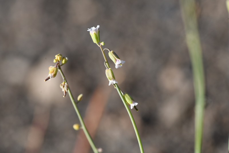 woody rockcress photo 8