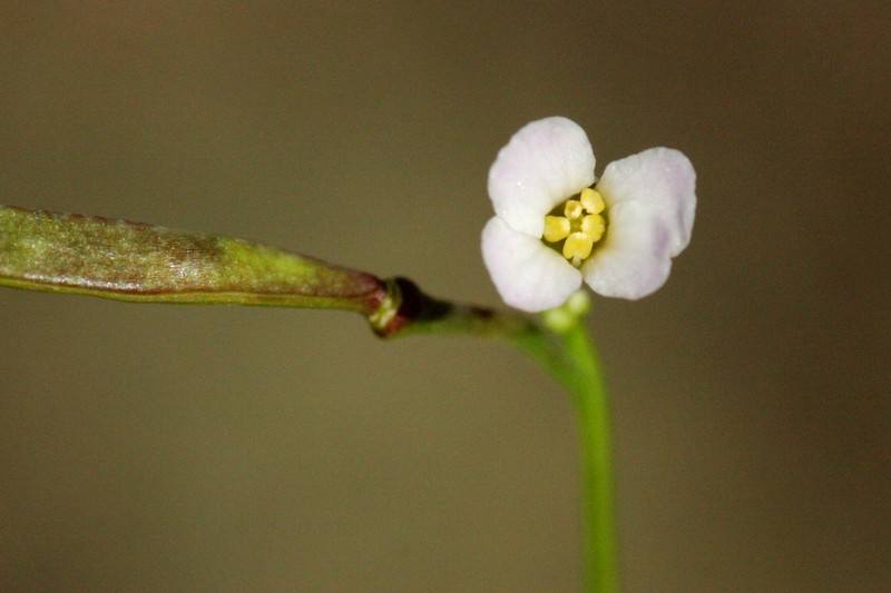 Carson Range Rockcress