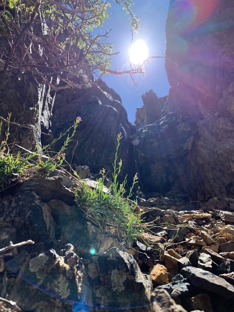 Carson Range Rockcress