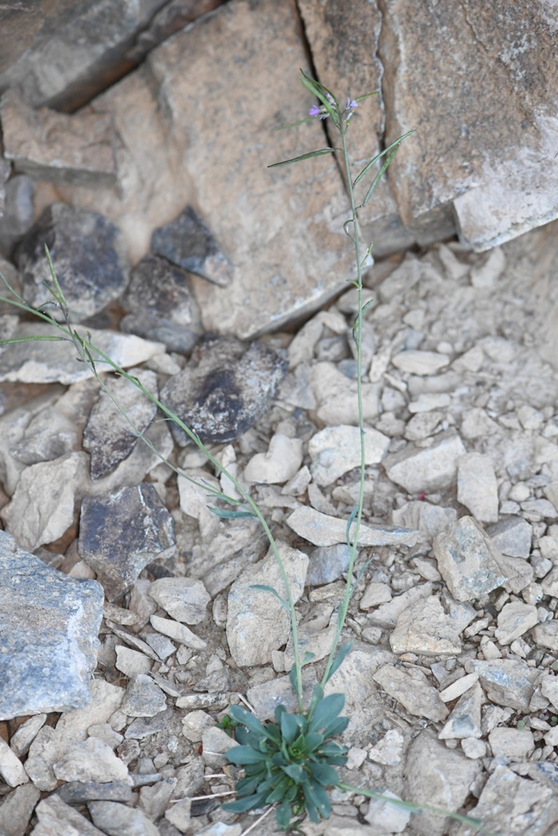 Carson Range Rockcress photo 2