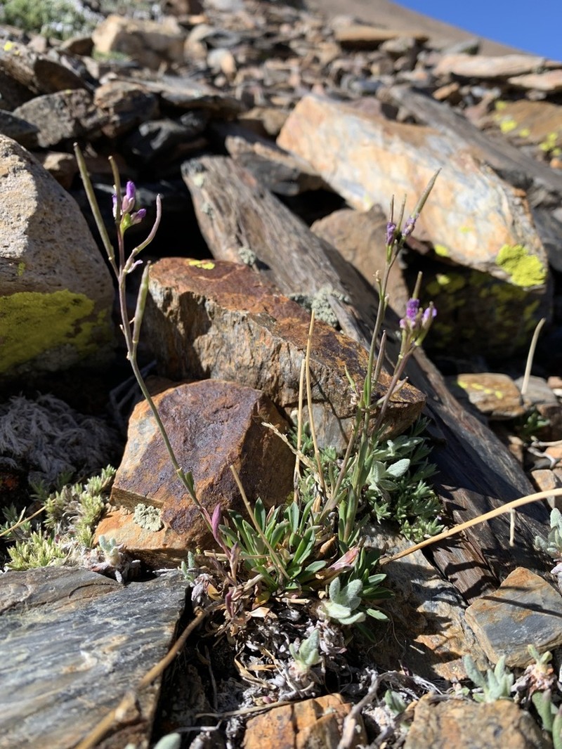 Carson Range Rockcress photo 4