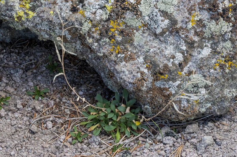 Carson Range Rockcress photo 5