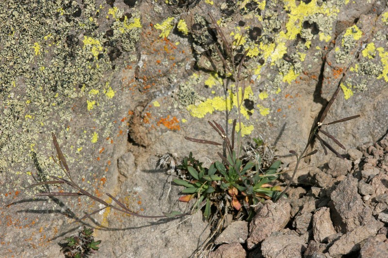 Carson Range Rockcress photo 6