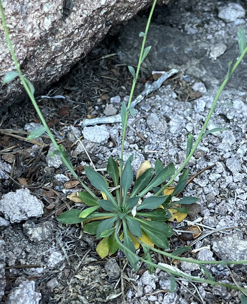 Carson Range Rockcress photo 7
