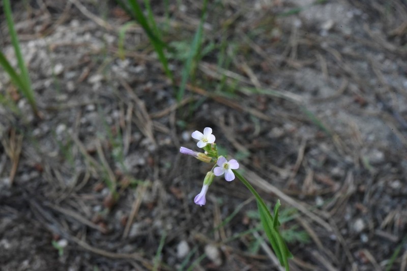 Boechera tularensis