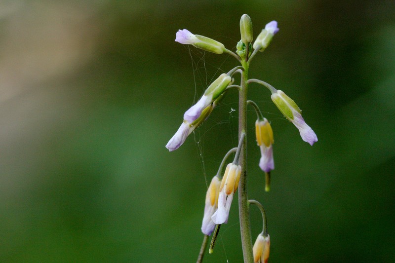 Boechera tularensis photo 2