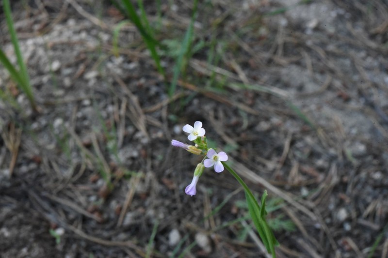 Boechera tularensis photo 3