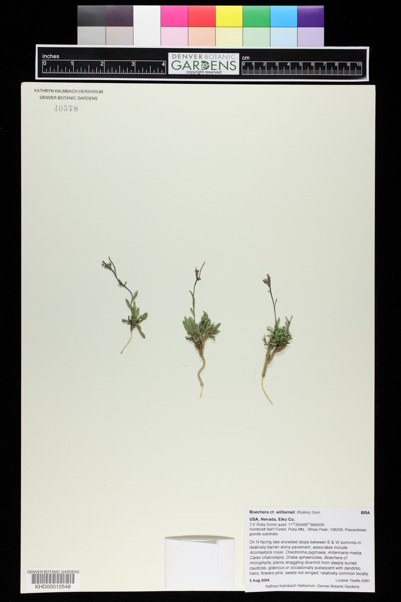Wind River rockcress