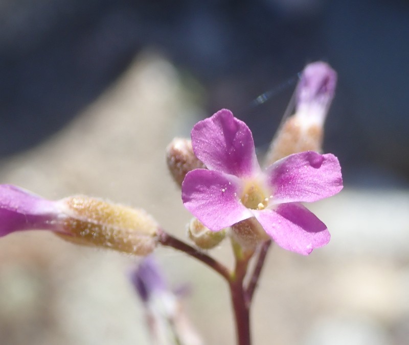 Boechera xylopoda