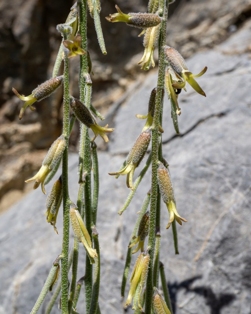 Boechera yorkii