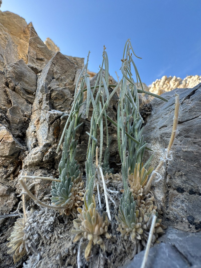 Boechera yorkii photo 3
