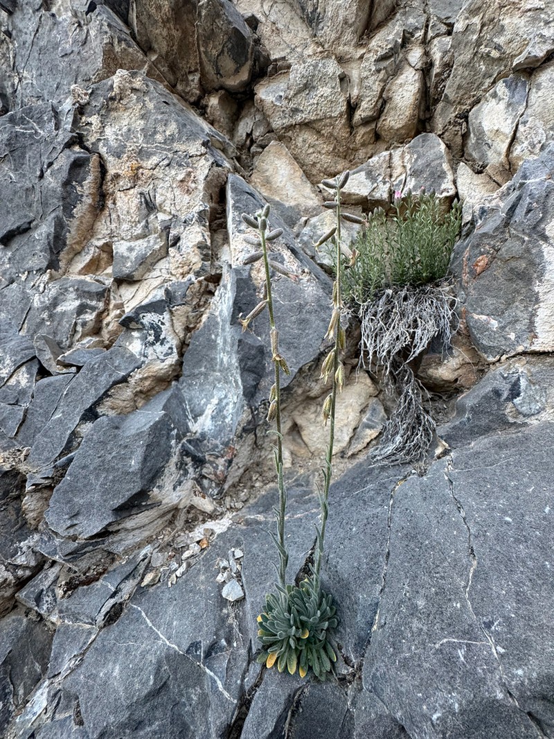 Boechera yorkii photo 6