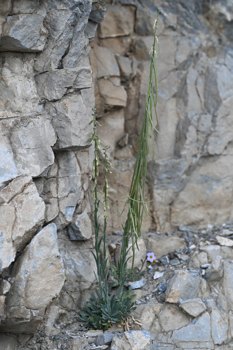 Boechera yorkii photo 8