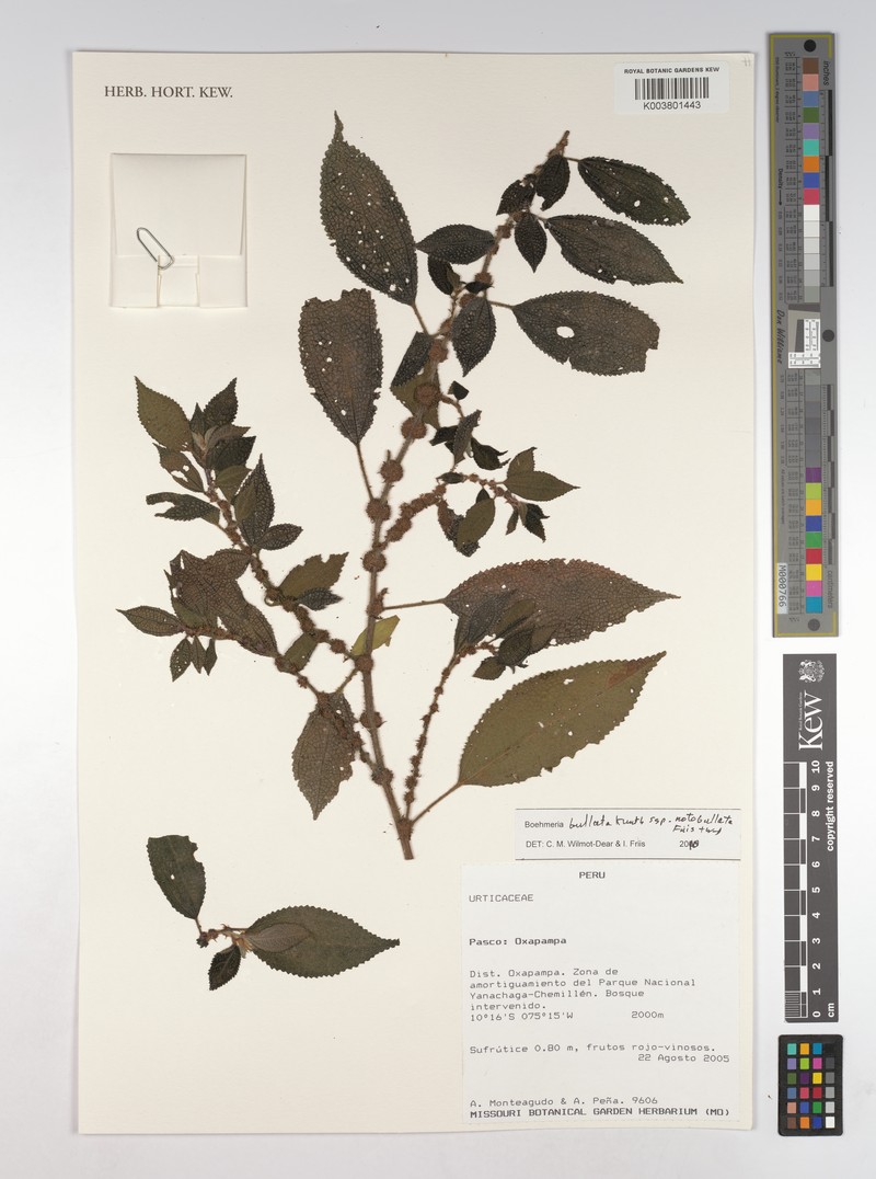 Boehmeria bullata subsp. bullata