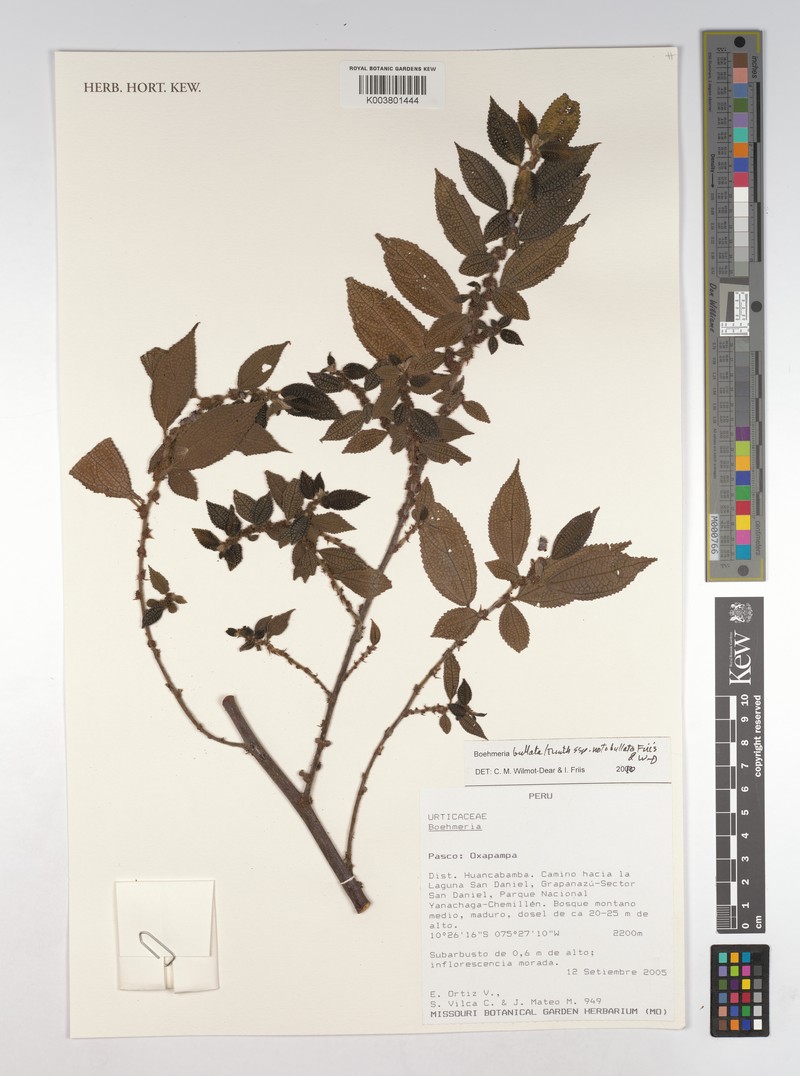 Boehmeria bullata subsp. bullata photo 2