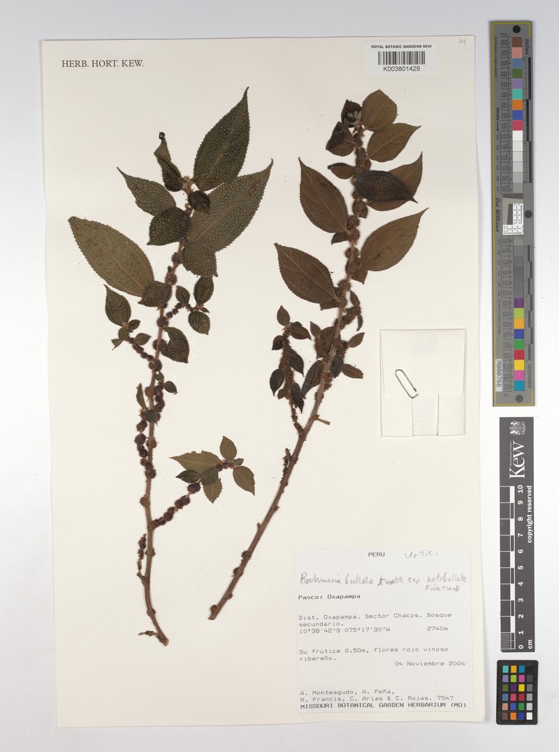 Boehmeria bullata subsp. bullata photo 3