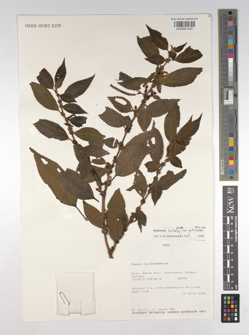 Boehmeria bullata subsp. bullata photo 4