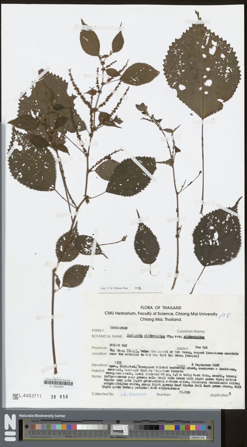 Boehmeria clidemioides var. clidemioides