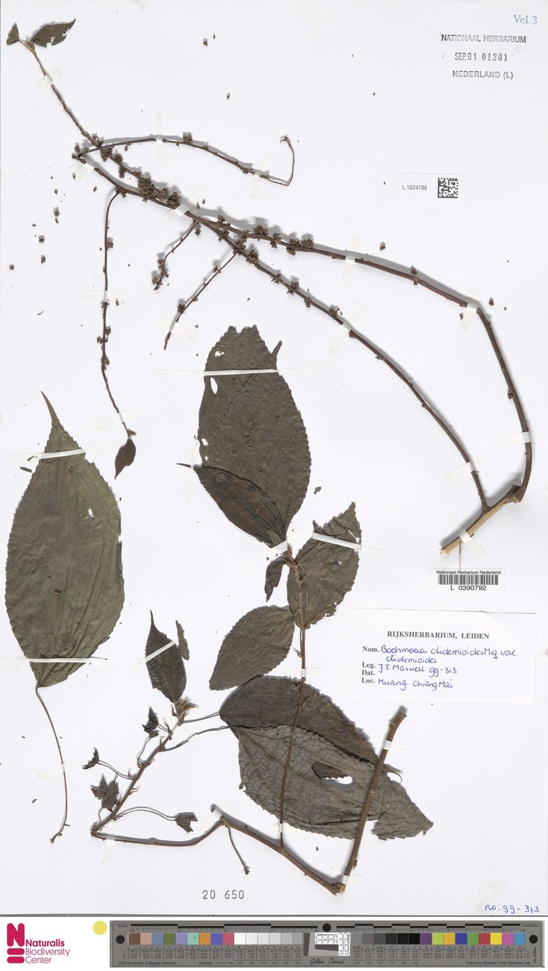 Boehmeria clidemioides var. clidemioides photo 2