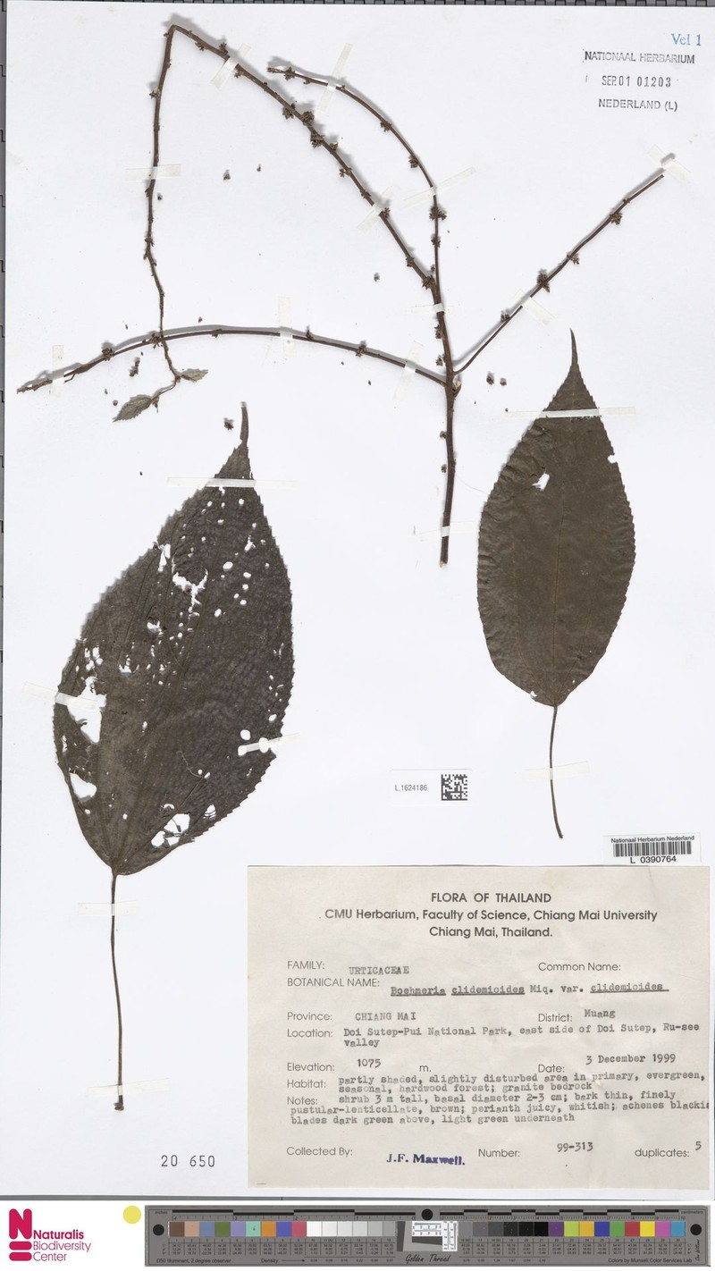 Boehmeria clidemioides var. clidemioides photo 3