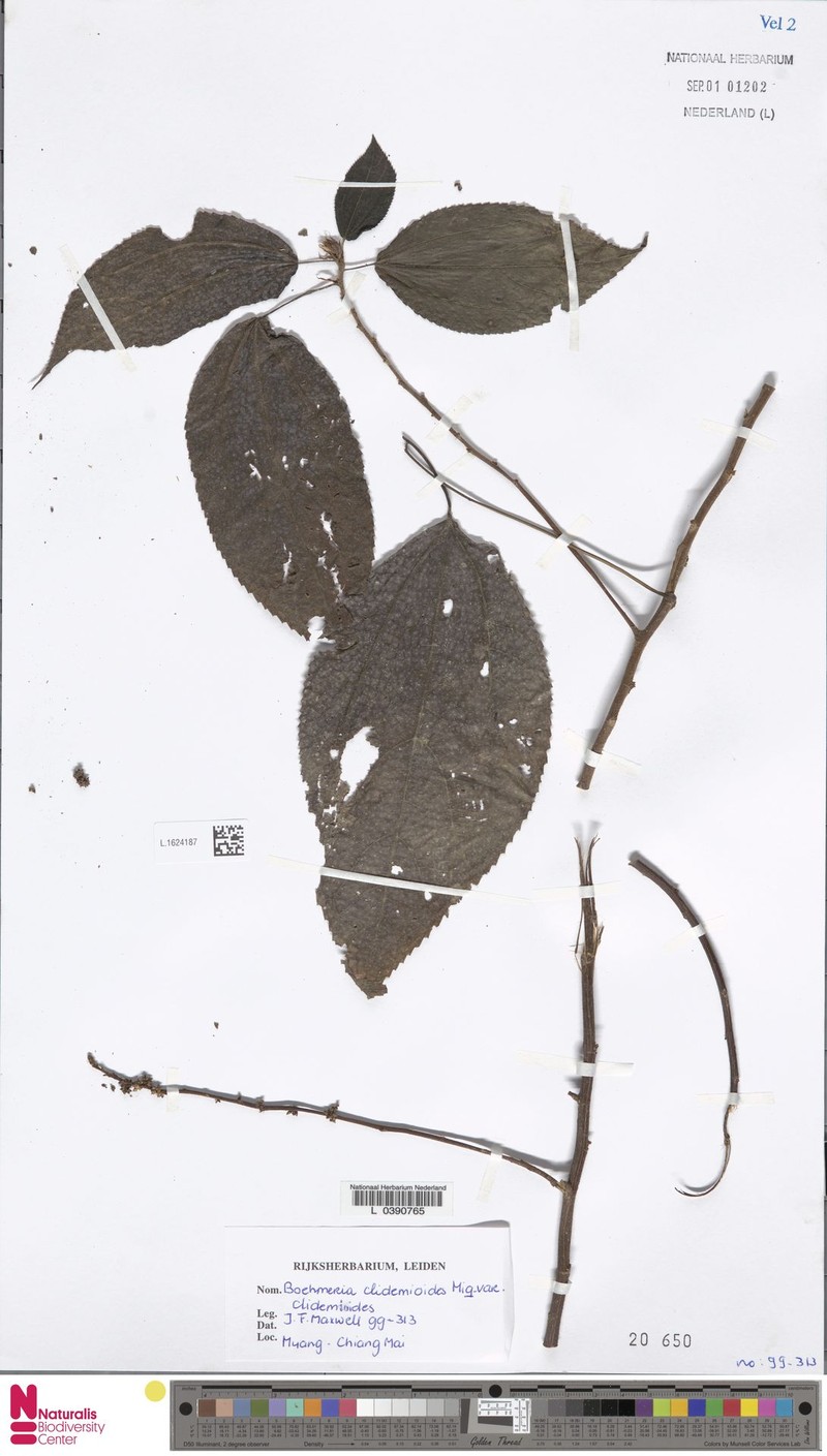 Boehmeria clidemioides var. clidemioides photo 4