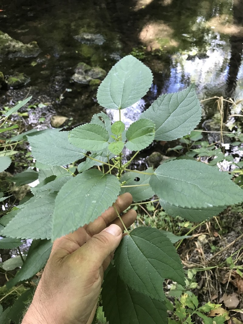 Smallspike False Nettle photo 2