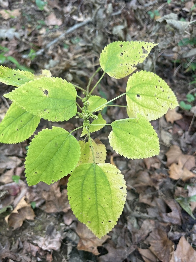 Smallspike False Nettle photo 3