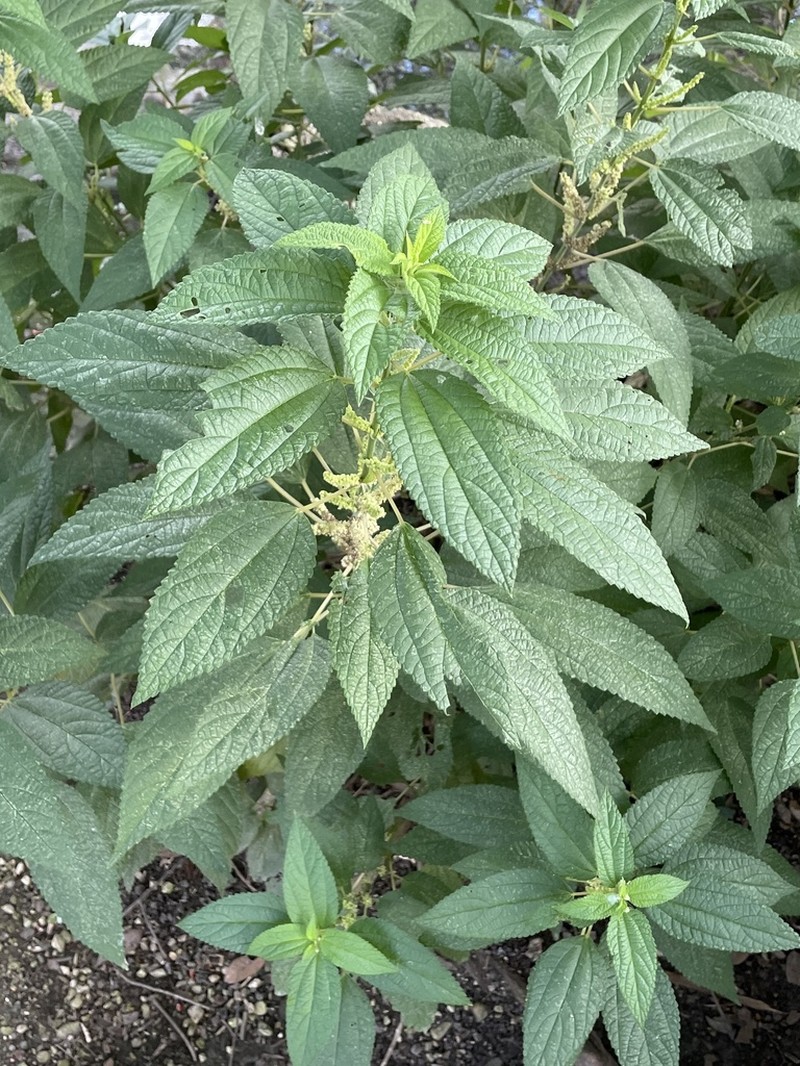 Smallspike False Nettle photo 4