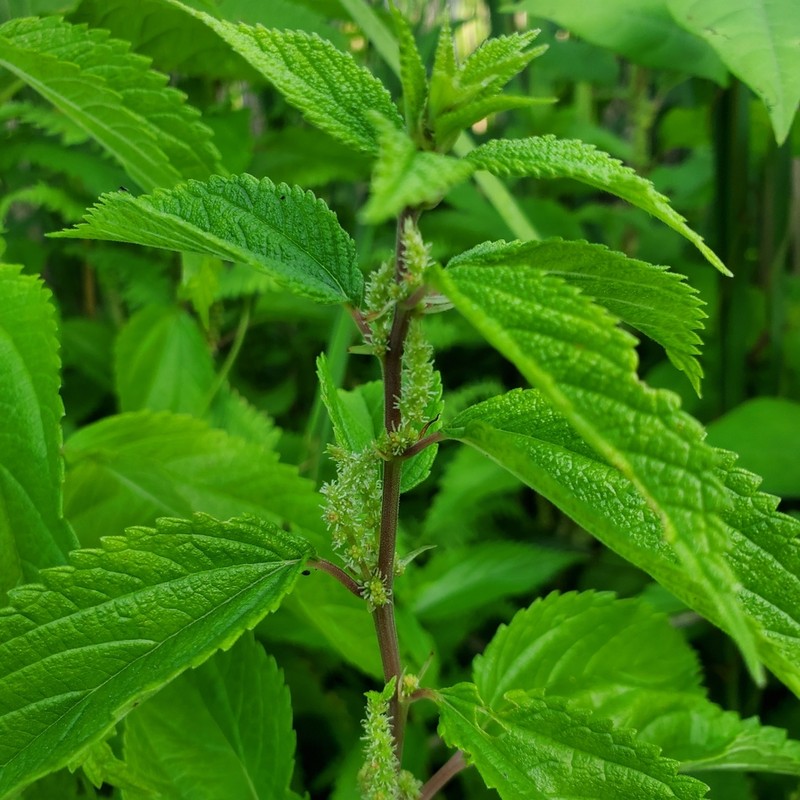 Smallspike False Nettle photo 5